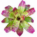 Neoregelia 'Red Cheese' (Large) – Mottled-Red Bromeliad for Vivariums | India
