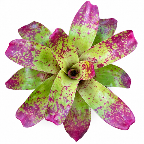 Neoregelia 'Red Cheese' (Large) bromeliad