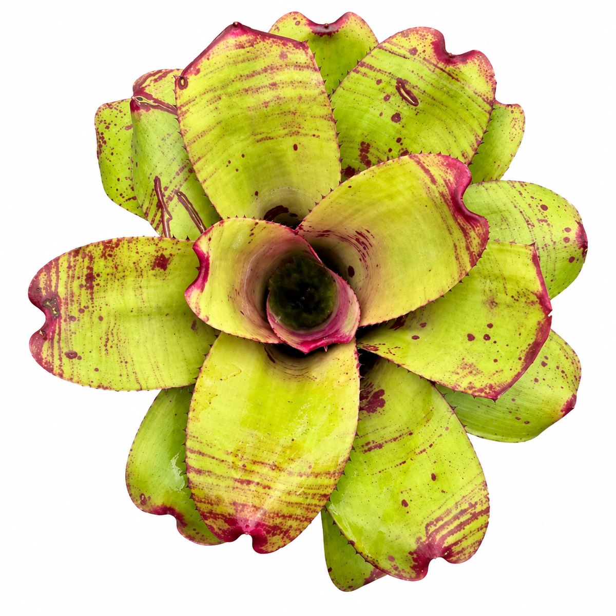Neoregelia 'Ninja Pink' (Large) – Bold Bromeliad for Vivariums | India