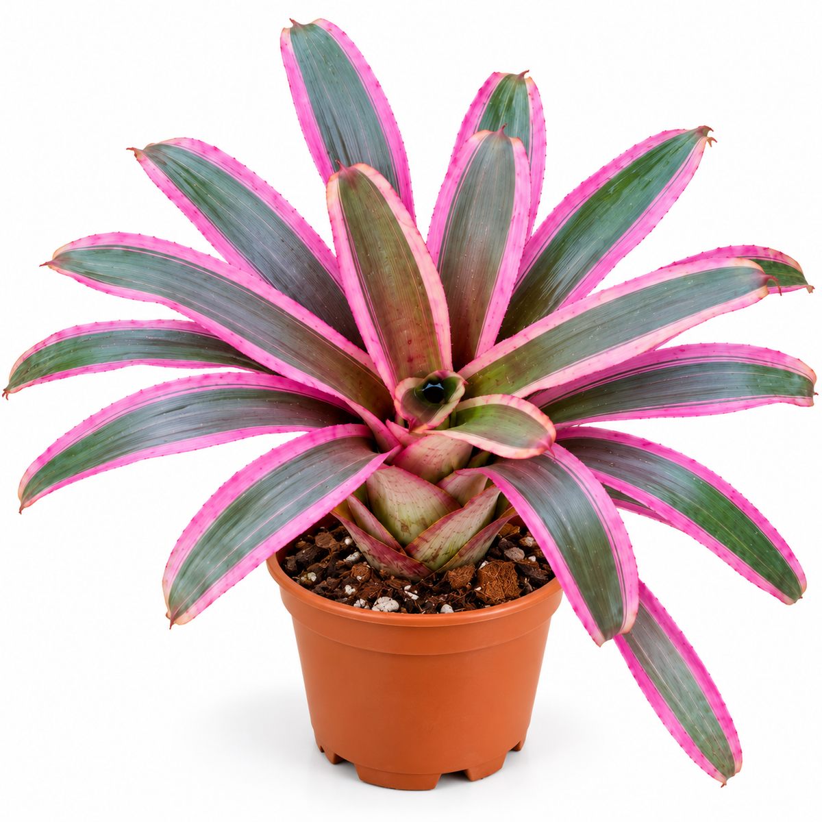 Neoregelia 'Valentine's' (Large) – Red-Pink Bromeliad for Vivariums | India