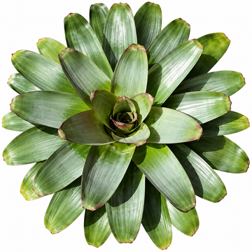 Alcantarea imperialis Green – Giant Feature Bromeliad for Large Setups | India