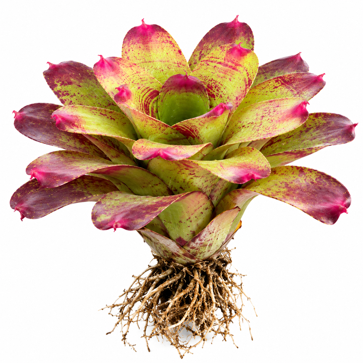 Neoregelia 'Valentine's Day' (Large) – Feature Bromeliad for Vivariums | India
