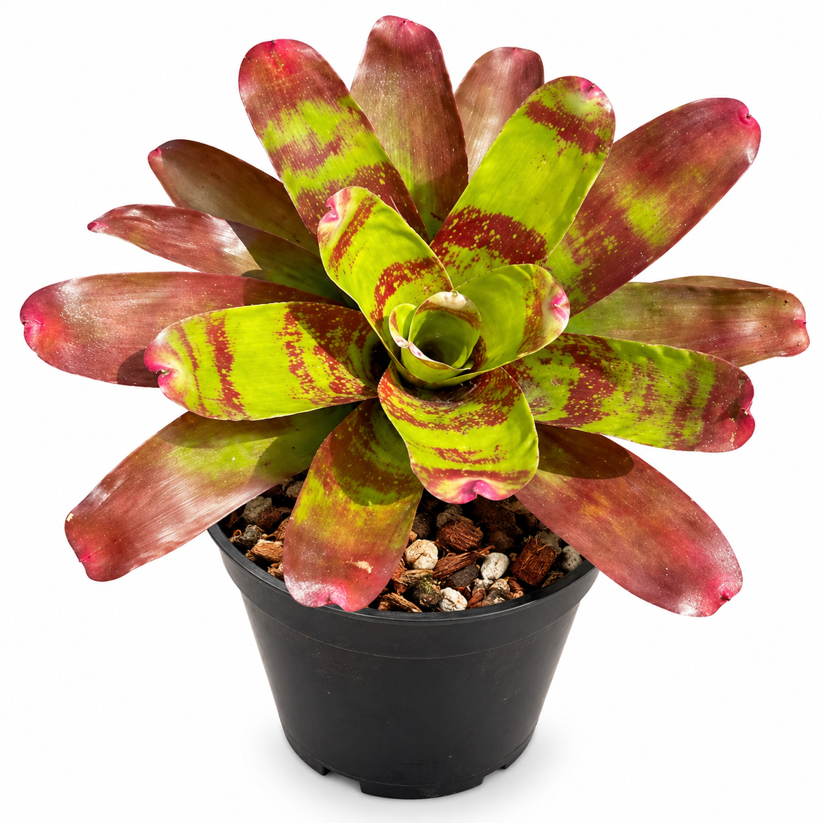 Neoregelia 'Ring of Fire' (Large) – Fiery Bromeliad for Vivariums | India