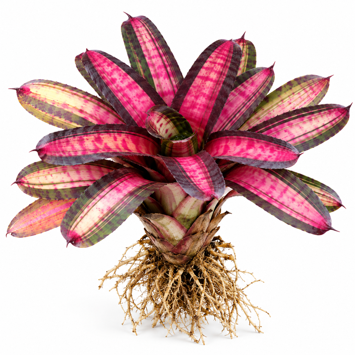 Neoregelia 'Bold Zebra' – Banded Bromeliad for Terrariums & Vivariums | India