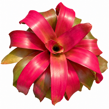 Neoregelia 'Grace' (Large) – Feature Bromeliad for Vivariums & Paludariums | India