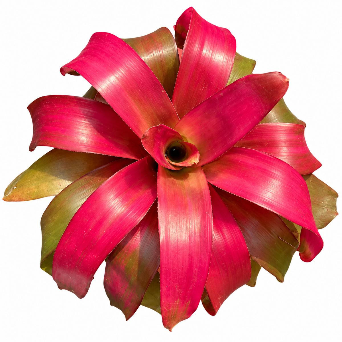 Neoregelia 'Grace' (Large) – Feature Bromeliad for Vivariums & Paludariums | India