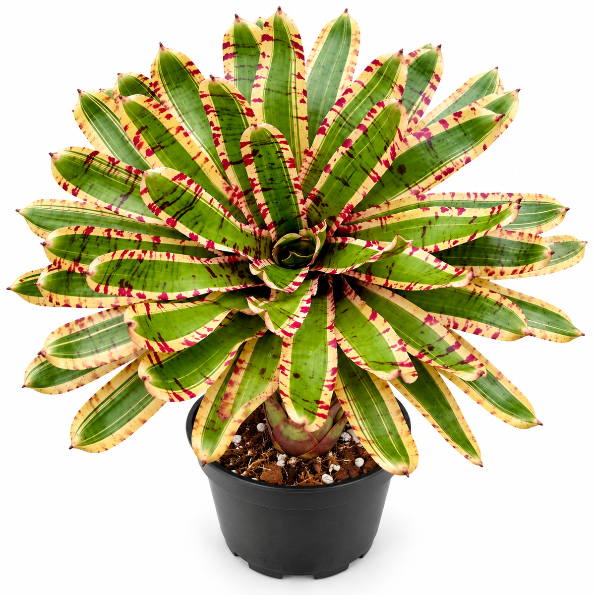 Neoregelia 'Wild Rabbit' (Large) – Characterful Bromeliad for Vivariums | India