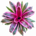 Neoregelia 'Assie Dreams' (Large) – Vivid Bromeliad for Vivariums | India