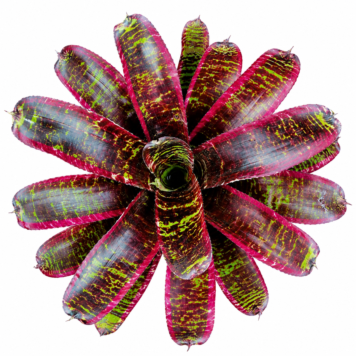 Neoregelia 'Lucifer' (Large) – Deep-Red Bromeliad for Vivariums | India