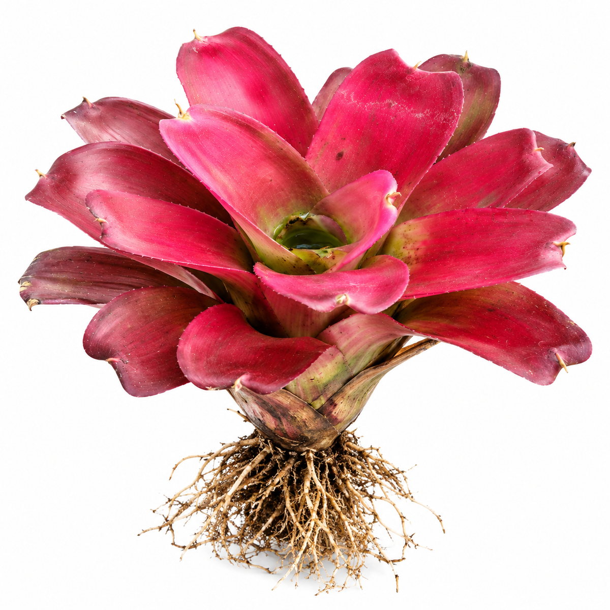 Neoregelia Hybrid (N258) – Live Bromeliad for Terrariums & Vivariums | India