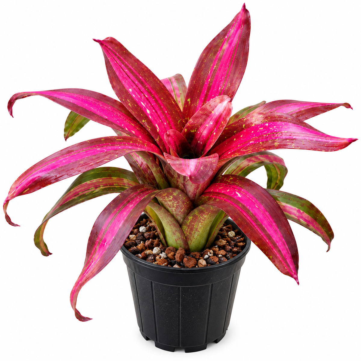 Neoregelia 'Sweet Lullaby' (Large) – Pastel Bromeliad for Vivariums | India