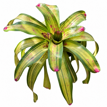 Neoregelia 'De Rolf' (Large) – Bold Bromeliad for Vivariums & Paludariums | India