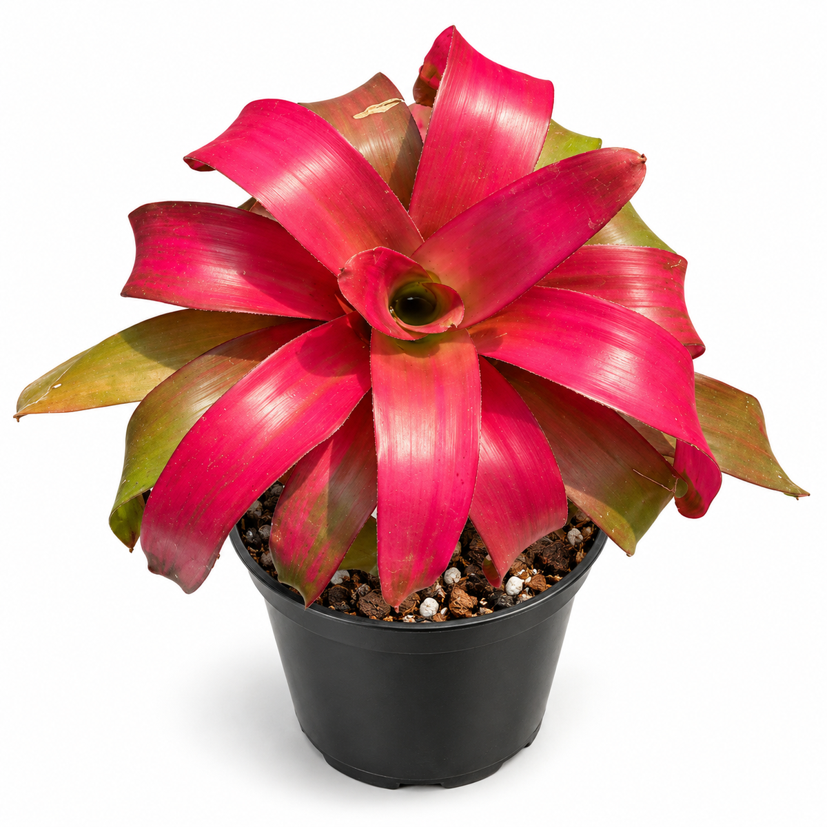 Neoregelia 'Grace' (Large) – Feature Bromeliad for Vivariums & Paludariums | India