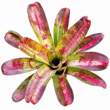 Neoregelia 'Big Bopper' (Large) – Bold Bromeliad for Vivariums & Paludariums | India