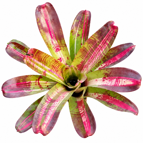 Neoregelia 'Big Bopper' (Large) bromeliad