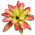 Neoregelia 'Francis' (Large) – Feature Bromeliad for Vivariums & Paludariums | India