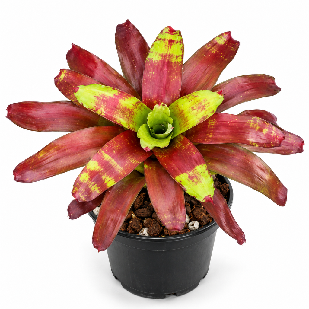 Neoregelia 'Victoria's Secret' – Rosy Bromeliad for Terrariums | India