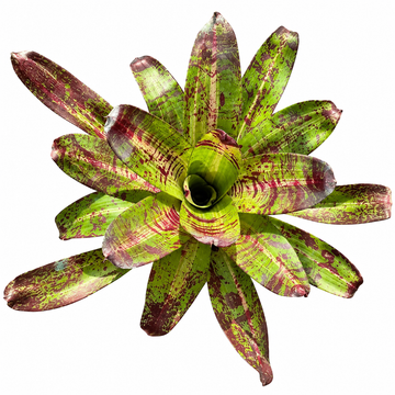 Neoregelia 'Castigado' (Large) – Dark-Marked Bromeliad for Vivariums | India