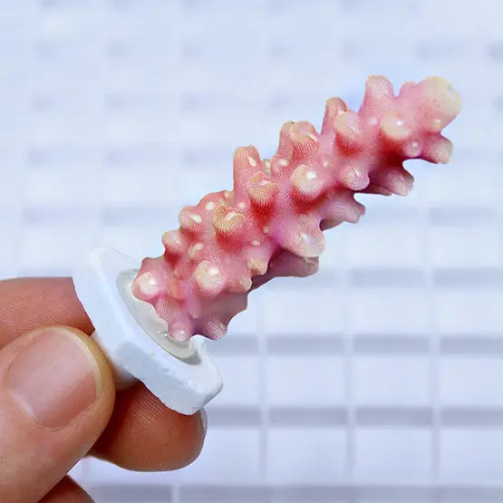Seachem Coral Plugs Seachem