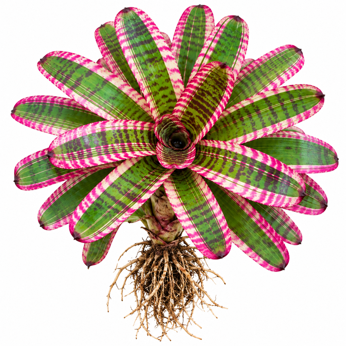 Neoregelia 'Fruit Stripes' (Large) – Striped Bromeliad for Vivariums | India