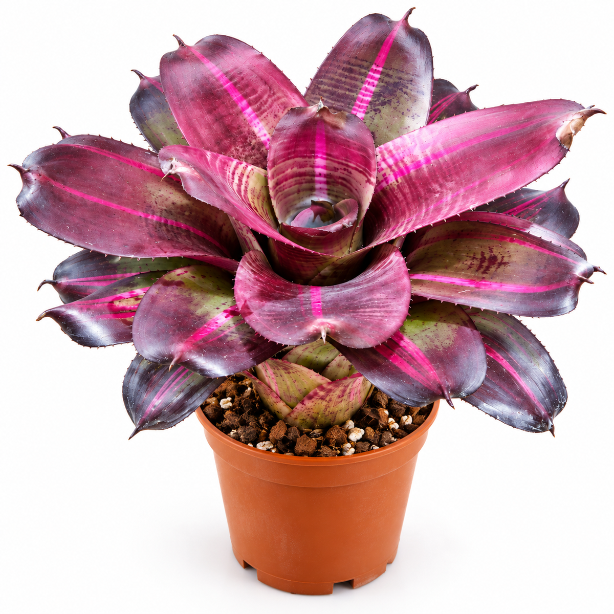 Neoregelia 'Sister Janet Variegated' (Large) – Variegated Bromeliad for Vivariums | India