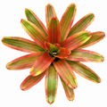 Neoregelia 'Yellow King' – Golden Bromeliad for Terrariums & Vivariums | India
