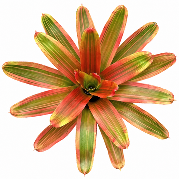 Neoregelia 'Yellow King' – Golden Bromeliad for Terrariums & Vivariums | India