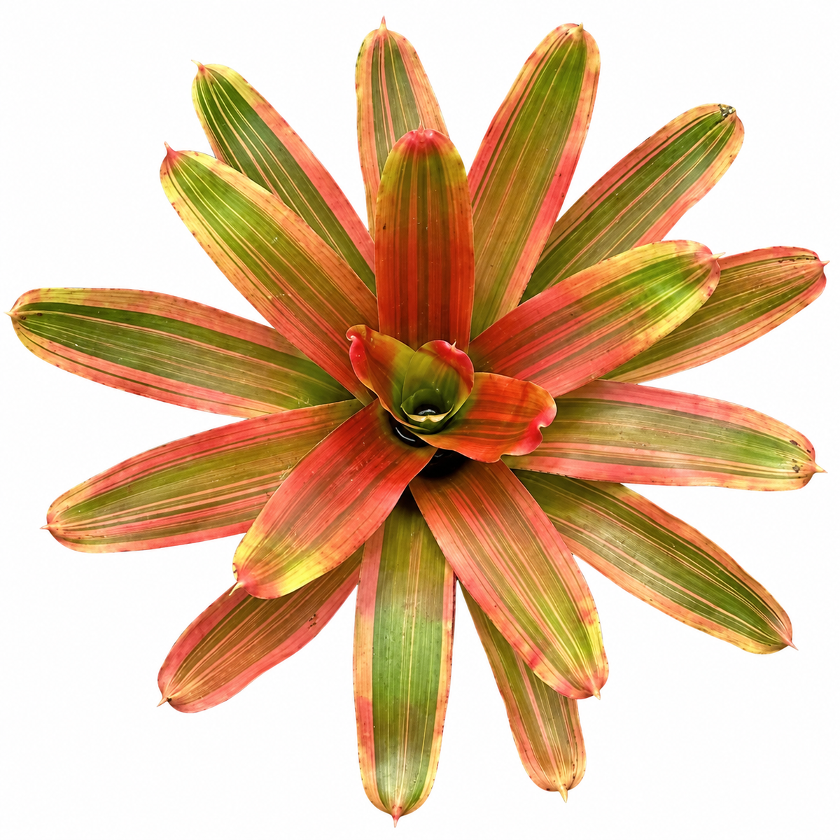 Neoregelia 'Yellow King' – Golden Bromeliad for Terrariums & Vivariums | India