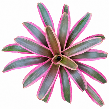 Neoregelia 'Valentine's' (Large) – Red-Pink Bromeliad for Vivariums | India