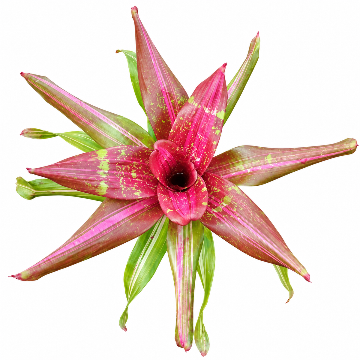 Neoregelia 'I Want It' – Colourful Bromeliad for Terrariums & Vivariums | India