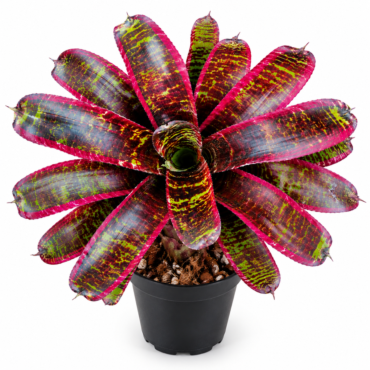 Neoregelia 'Lucifer' (Large) – Deep-Red Bromeliad for Vivariums | India