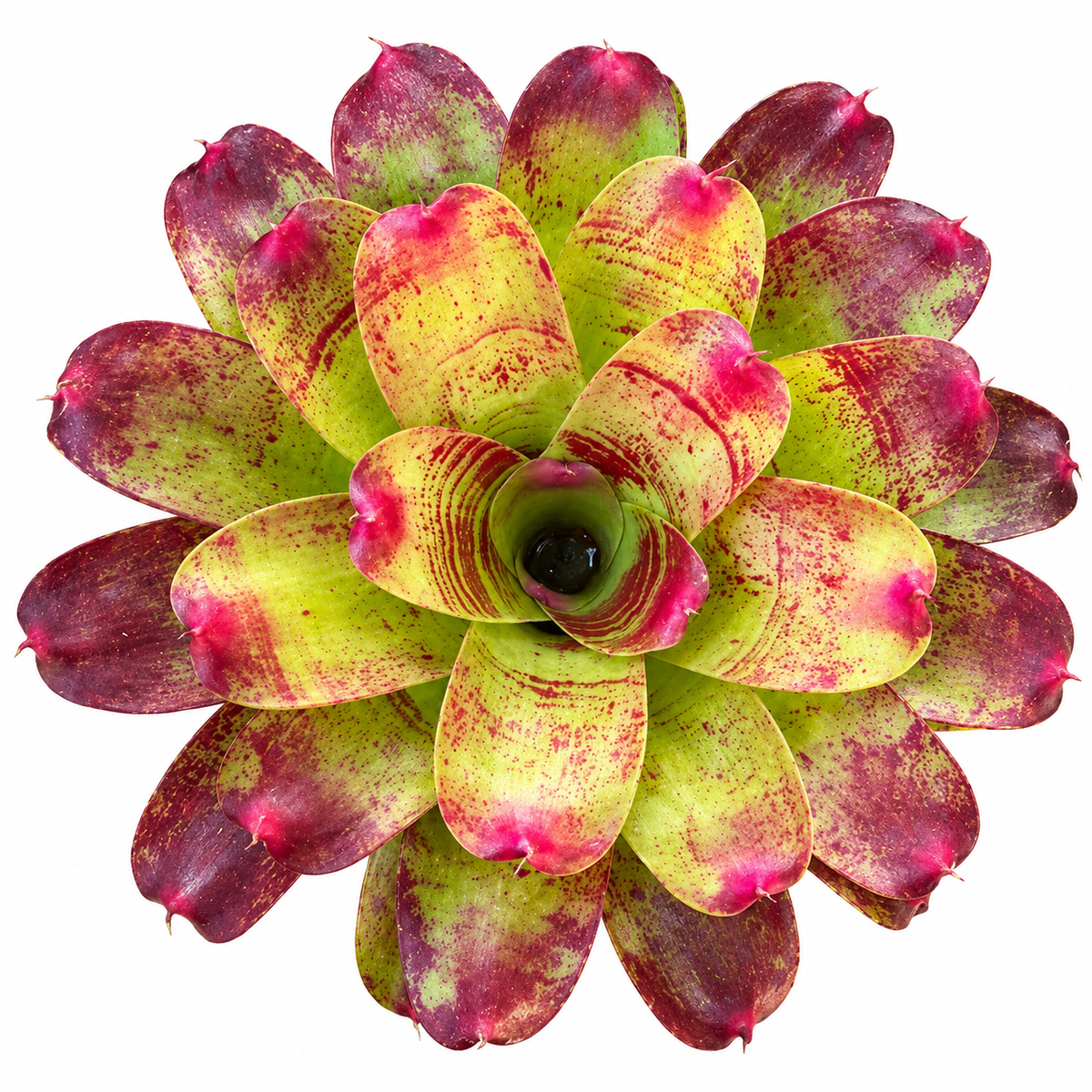 Neoregelia 'Valentine's Day' (Large) – Feature Bromeliad for Vivariums | India
