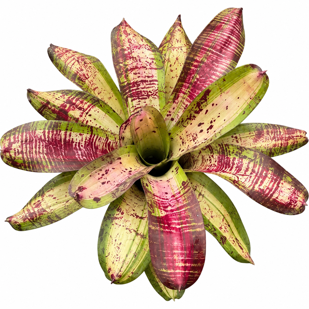 Neoregelia 'Linda Cartcata' (Large) – Feature Bromeliad for Vivariums | India