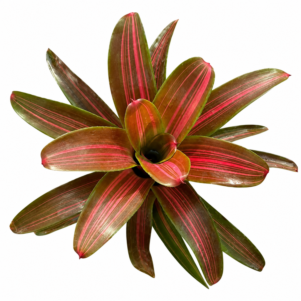 Neoregelia 'Kuhun Peang' – Live Bromeliad for Terrariums & Vivariums | India