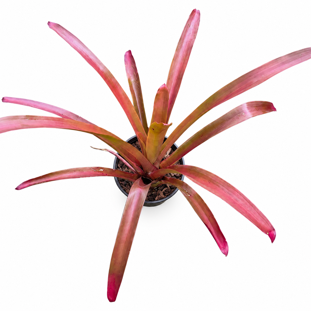 Alcantarea Red – Giant Feature Bromeliad for Large Vivariums & Paludariums | India