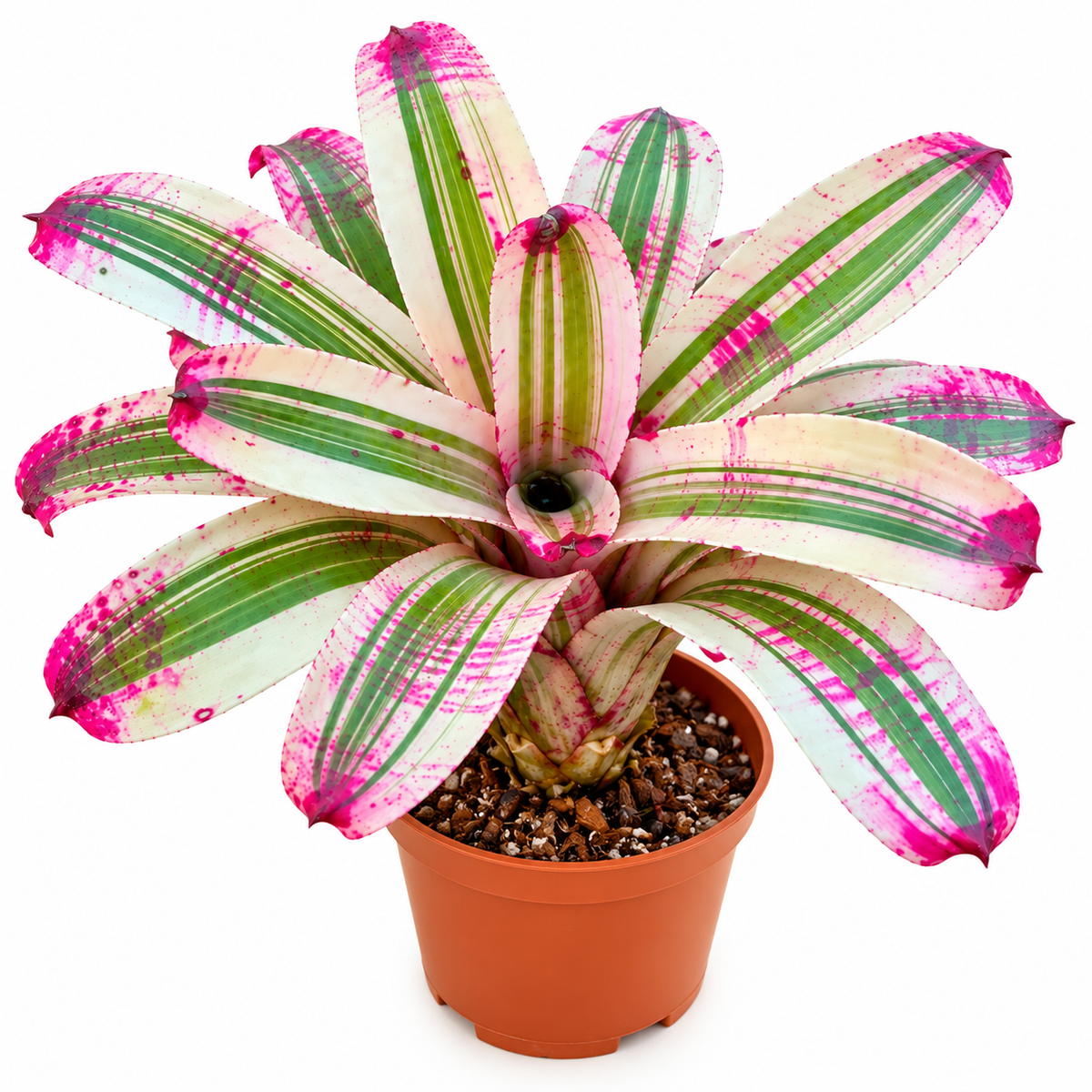 Neoregelia 'Better Time' (Large) – Colourful Bromeliad for Vivariums | India