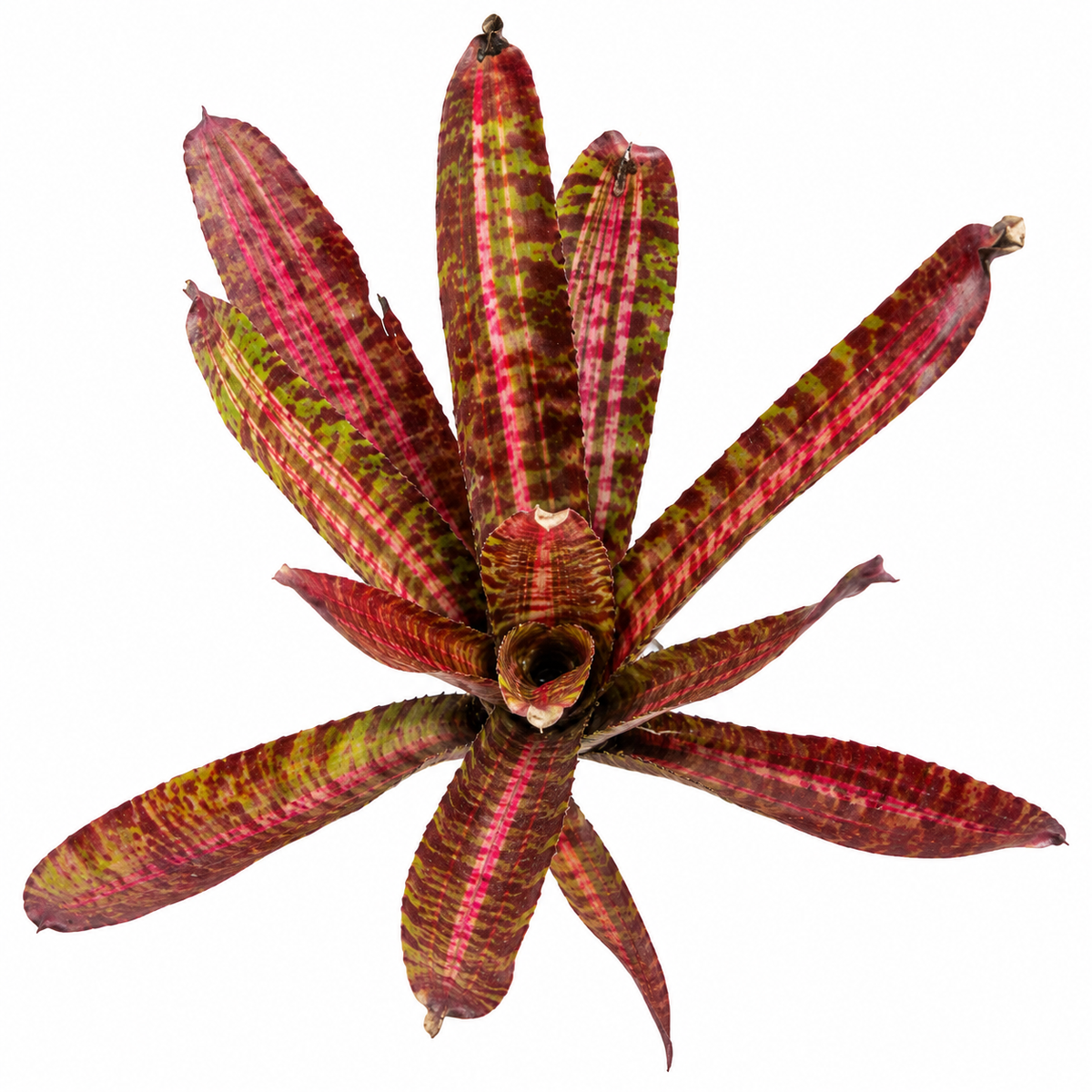 Neoregelia 'Hot Flash' – Fiery Bromeliad for Terrariums & Vivariums | India