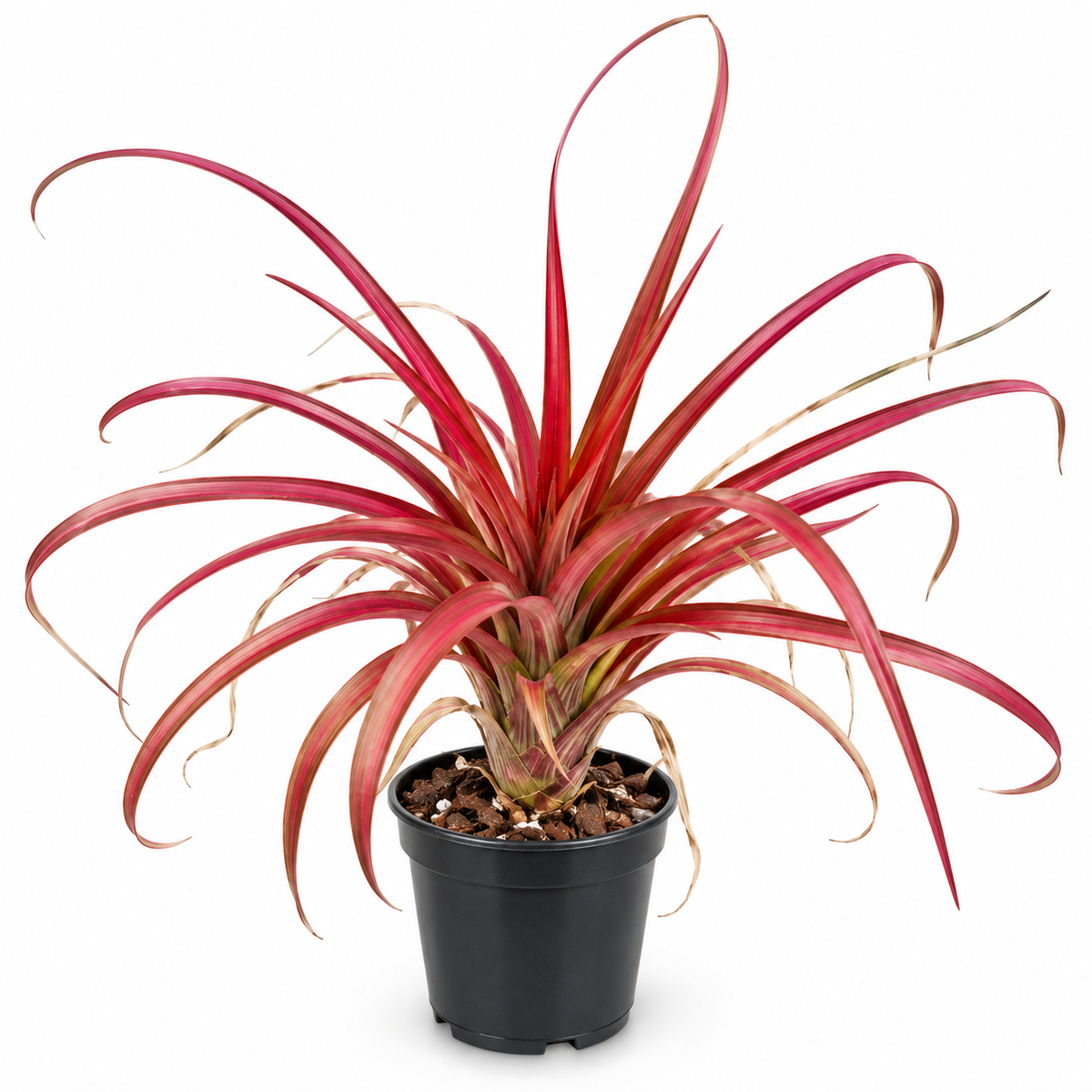 Pineapple 'Red Stripe' – Ornamental Bromeliad for Terrariums & Vivariums | India